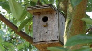 Mehr über den Artikel erfahren Unterkünfte für Nützlinge im Garten bauen